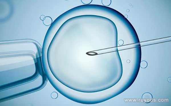湖北大龄供卵试管_冷冻卵子和冷冻胚胎对比，哪个试管成功率会更高一些？